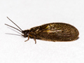 Sisyra nigra
